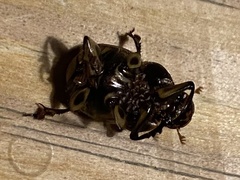 Onthophagus