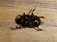 Onthophagus