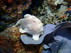 Antennarius commerson