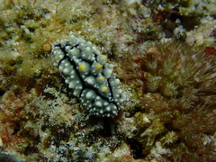 Phyllidia elegans
