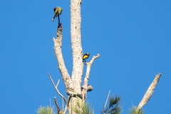 Sericulus chrysocephalus