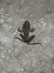 Euphlyctis cyanophlyctis