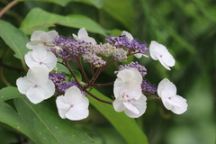 Hydrangea strigosa