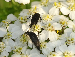 Variimorda villosa
