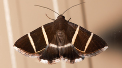 Grammodes justa