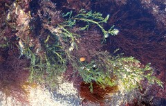 Ericaria selaginoides