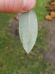 Anoplaspis metrosideri