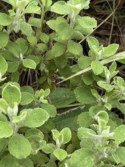 Helichrysum lepidissimum