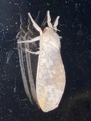 Elhamma australasiae