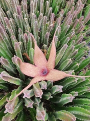 Stapelia gigantea