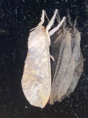 Elhamma australasiae