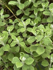Helichrysum lepidissimum