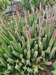 Stapelia gigantea