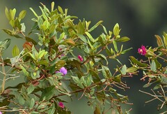 Andesanthus lepidotus