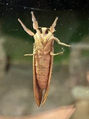 Elhamma australasiae