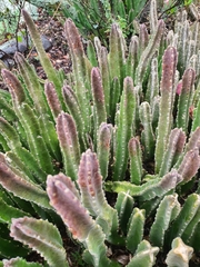 Stapelia gigantea