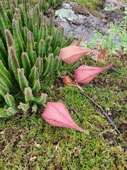 Stapelia gigantea
