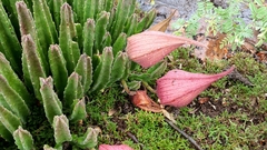 Stapelia gigantea
