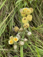 Helichrysum mixtum mixtum