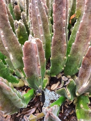 Stapelia gigantea