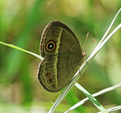 Brakefieldia perspicua