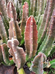 Stapelia gigantea