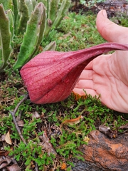 Stapelia gigantea