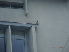 Falco peregrinus