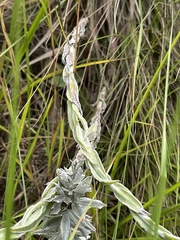 Helichrysum mixtum mixtum