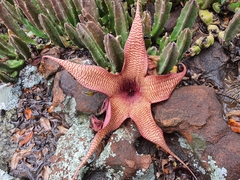 Stapelia gigantea