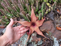 Stapelia gigantea
