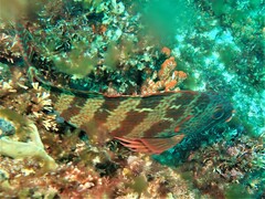 Goniistius rubrolabiatus