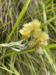 Helichrysum mixtum mixtum