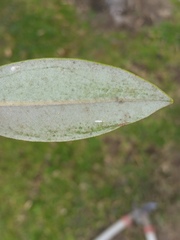 Anoplaspis metrosideri