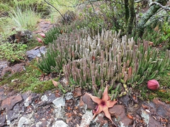 Stapelia gigantea