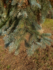 Picea pungens