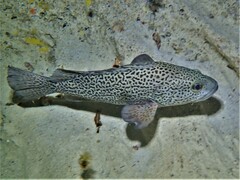 Acanthistius pardalotus