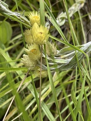Helichrysum mixtum mixtum
