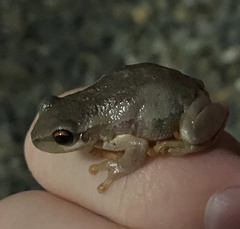 Litoria quiritatus