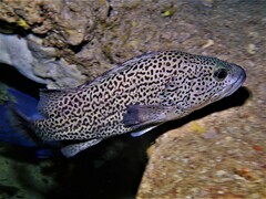 Acanthistius pardalotus