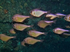 Pempheris klunzingeri