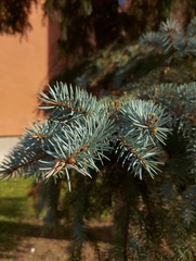 Picea pungens