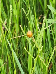 Harmonia octomaculata