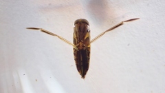 Anisops