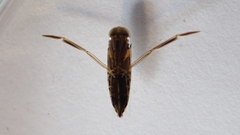 Anisops