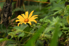 Tithonia diversifolia