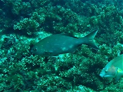 Kyphosus cornelii