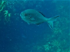 Kyphosus cornelii