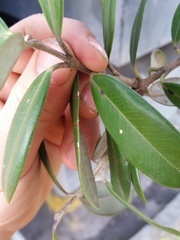 Anoplaspis metrosideri