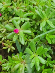 Portulaca amilis
